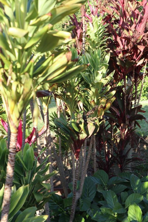 Bed and Breakfast God'S Peace Of Maui Makawao Exterior foto